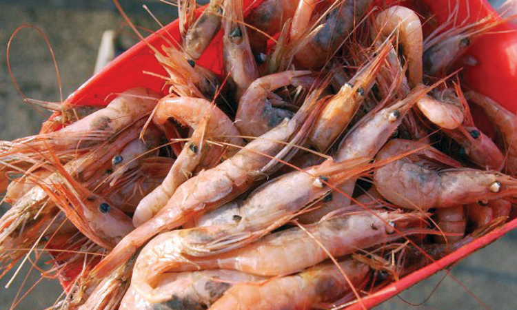 അന്തർ സംസ്‌ഥാനങ്ങളിൽനിന്ന് ചെമ്മീന്‍ വരവ്‌ കുറഞ്ഞു വ്യവസായം പ്രതിസന്ധിയില്‍