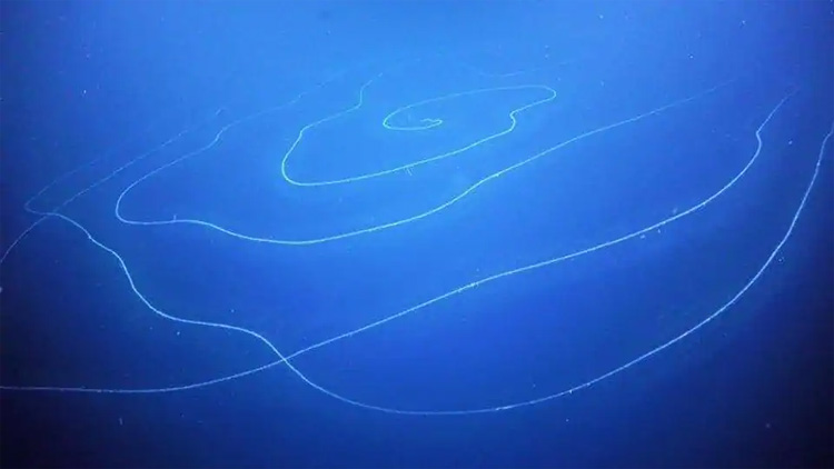 siphonophore