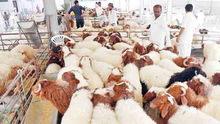 ബ​ലി പെ​രു​ന്നാ​ള്‍: അ​റ​വു​ശാ​ല​ക​ളും ഇ​റ​ച്ചി വി​ല്‍പ​ന​ശാ​ല​ക​ളും വൃ​ത്തി​യാ​ക്കി