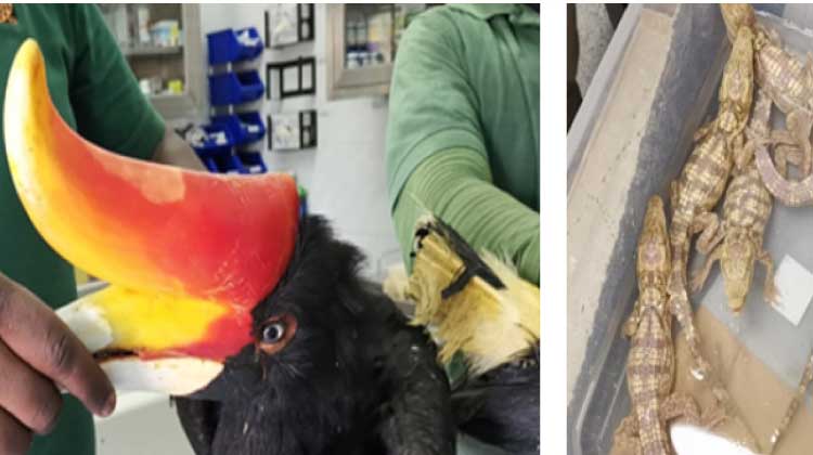 കള്ളക്കടത്തുകാരിൽ നിന്ന് മുതലകളെയും പക്ഷികളെയും രക്ഷപ്പെടുത്തി കള്ളക്കടത്തുകാരിൽ നിന്ന് മുതലകളെയും പക്ഷികളെയും രക്ഷപ്പെടുത്തി