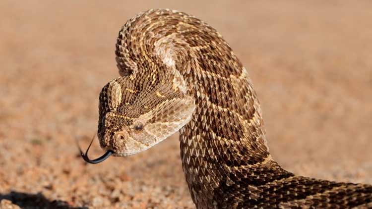 ‘പാമ്പില്ലാത്ത’ രാജ്യത്ത്​ പാമ്പി​െൻറ കടിയേറ്റ്​ യുവാവ്​ ആശുപത്രിയിൽ