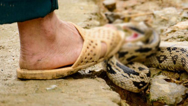 സ്​കൂളിൽ വിദ്യാർഥിക്ക്​ പാമ്പു കടിയേറ്റു, നില തൃപ്​തികരം