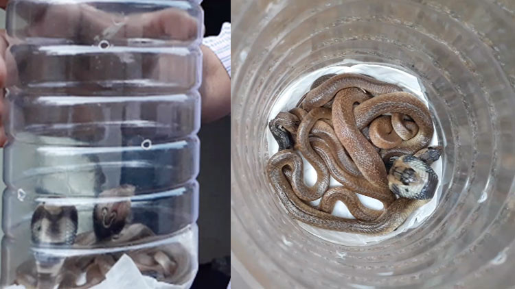 snake-catching-14-06-2020