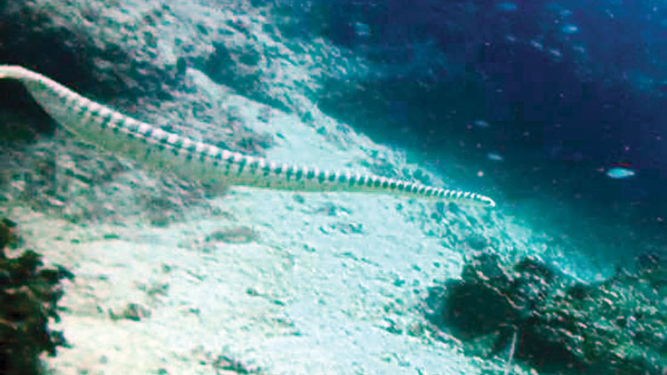 ഒമാൻതീരത്ത്​ കടൽപ്പാമ്പ്​;  പ്രചാരണം വാസ്​തവ വിരുദ്ധം