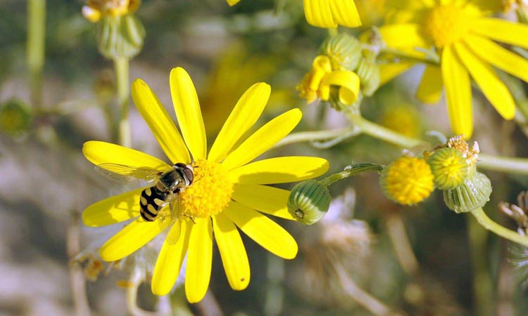 വ​സ​ന്ത​മെ​ത്തി; കാ​ഴ്​​ച​ഭം​ഗി​യേ​റി​  കു​വൈ​ത്ത്​