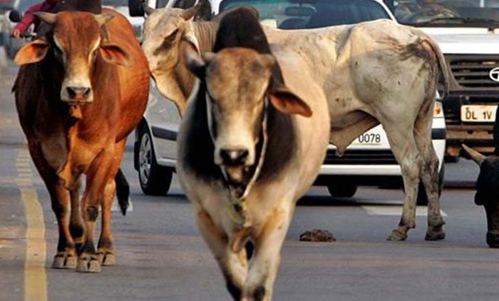 ക​ന്നു​കാ​ലി​ക​ളു​ടെ ആ​ക്ര​മ​ണ​ത്തി​ൽ പ​രി​ക്കേ​റ്റ വി​ദ‍്യാ​ർ​ഥി​നി​ക്ക് ഒ​രു ല​ക്ഷം ന​ഷ്​​ട​പ​രി​ഹാ​രം