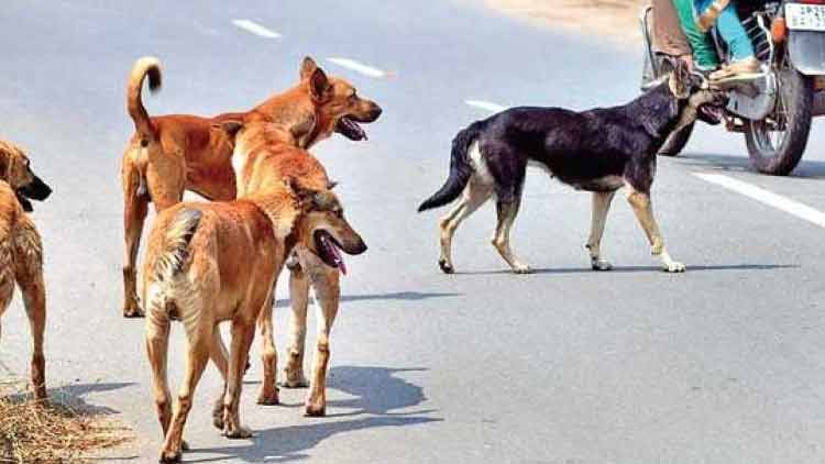 നവജാത ശിശുവിനെ ഓപറേഷൻ തിയറ്ററിൽ കയറിയ നായ്​ കടിച്ചുകൊന്നു