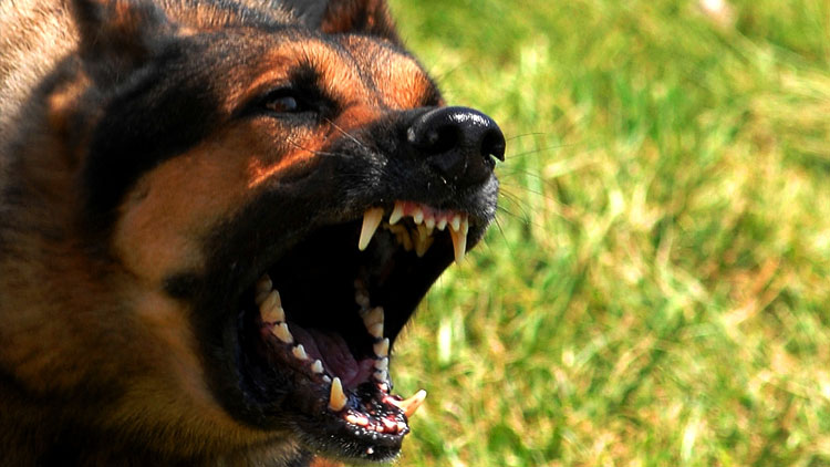 ആലപ്പുഴയിൽ 32പേരെ കടിച്ച നായക്ക്​ പേവിഷബാധ സ്​ഥിരീകരിച്ചു