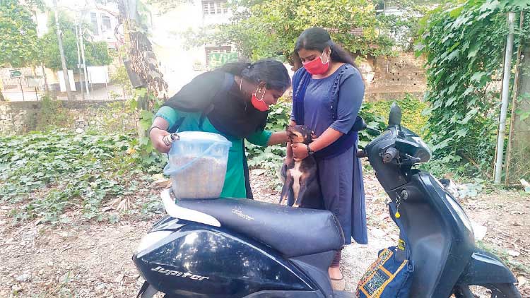 street-dog street-dog