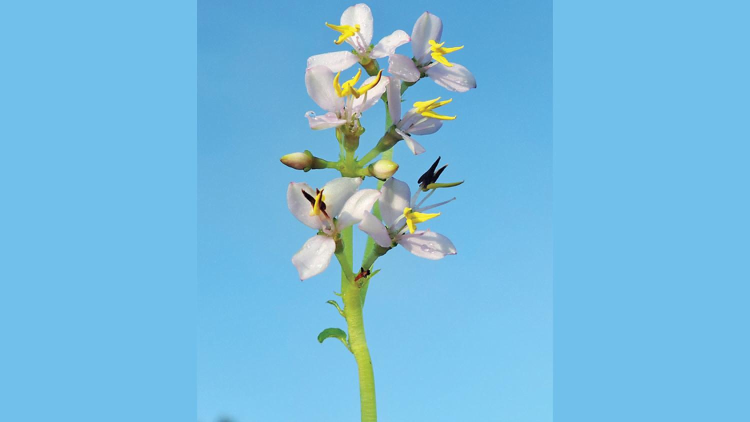 പഞ്ചിമഘട്ടത്തിൽ പുതിയ സസ്യം ...