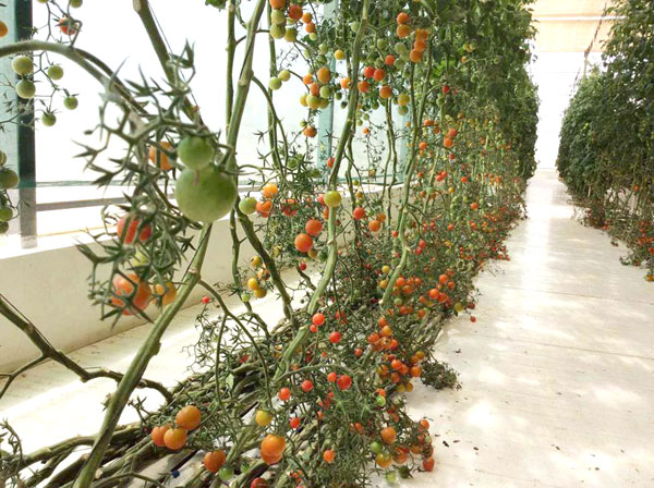 സുലാല്‍ ഒയാസീസ് കാണാന്‍ നിരവധി സന്ദര്‍ശകര്‍