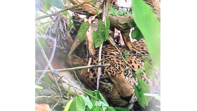 പുള്ളിപ്പുലി കെണിയിൽനിന്ന്​ ചാടി; മയക്കുവെടിയിൽ വീണു