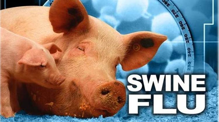 swine-flu