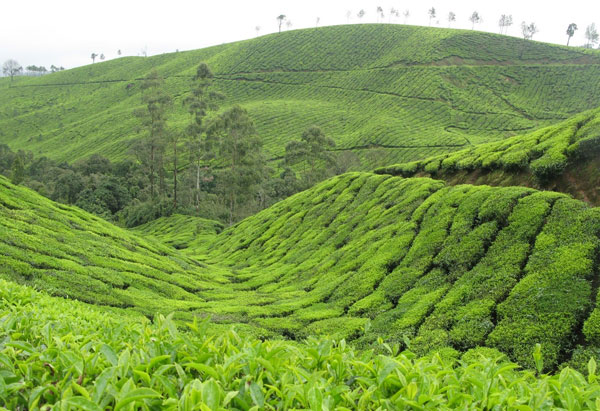 13/17 കൊല്ലീല്‍ നബീസ