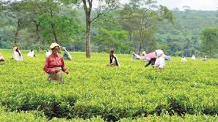 ചെറുകിട തേയില കർഷകർ വൻ പ്രതിസന്ധിയിൽ