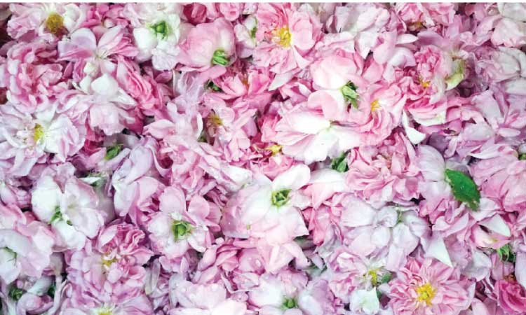 ജ​ബ​ൽ അ​ഖ്​​ദ​റി​ൽ പ​നി​നീ​ർ വി​ള​വെ​ടു​പ്പ്​ ഉ​ത്സ​വം സം​ഘ​ടി​പ്പി​ക്കും