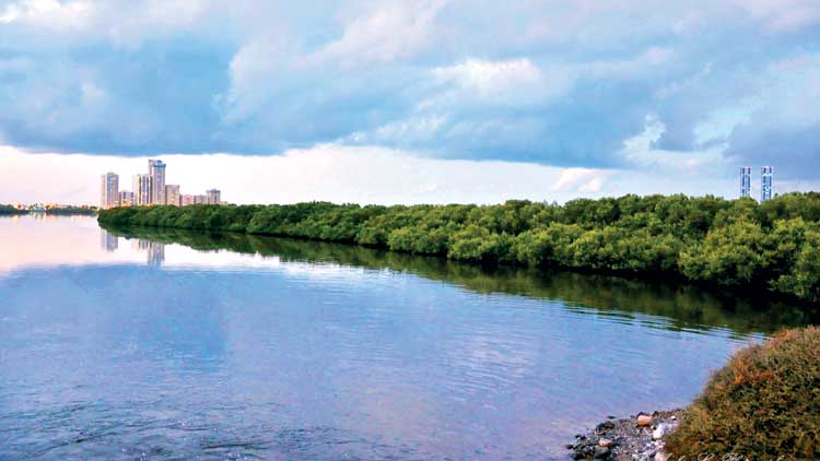 ഉ​രു​കും വേ​ന​ലി​ല്‍ മ​നം കു​ളി​ര്‍പ്പി​ക്കും  കാ​ഴ്ച്ച​യാ​യി ത​ണ്ണീ​ര്‍ത​ട​ങ്ങ​ള്‍