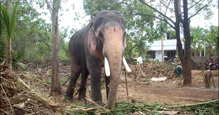 തെച്ചിക്കോട്ടുകാവ് രാമചന്ദ്രന്‍െറ ഒന്നാം പാപ്പാന്‍ വിഷം കഴിച്ച് മരിച്ചു