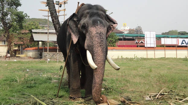 കൊമ്പൻ തൃപ്രയാർ രാമചന്ദ്രൻ ​െചരിഞ്ഞു 