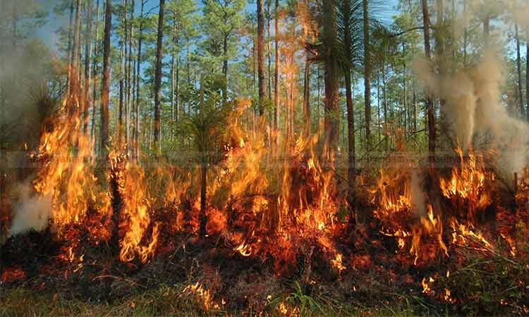വനപാലകരുടെ മരണം: പൾപ്പ് കമ്പനിയിൽ മതിയായ സാമഗ്രികളില്ലാത്തത്​ തിരിച്ചടിയായി