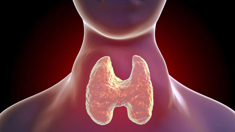 തൈറോയിഡ് കൂടിയാലും കുറഞ്ഞാലും പ്രശ്നം!