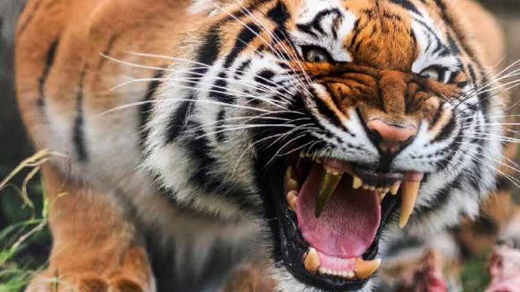 വയനാട്ടിൽ ആദിവാസി വയോധികനെ കടുവ കൊന്നുതിന്ന നിലയിൽ