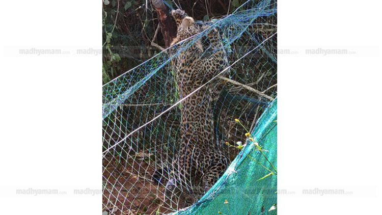 മുള്ളുവേലിയിൽ കുടുങ്ങിയ പുലിയെ രക്ഷിച്ചു