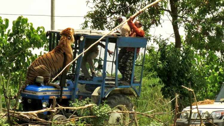 ഭീതിയകന്നു; പിലിബിത്തിൽ ഗ്രാമീണരെ ആക്രമിച്ച കടുവയെ വനപാലകർ കാട്ടിലേക്ക്​ തിരിച്ചയച്ചു 