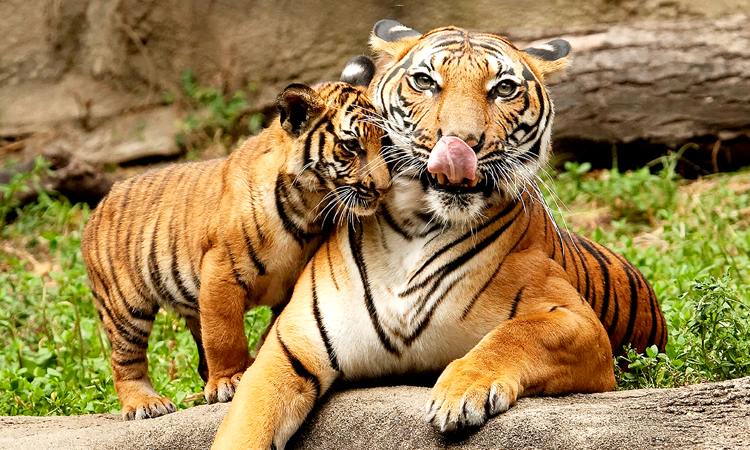world tigers day