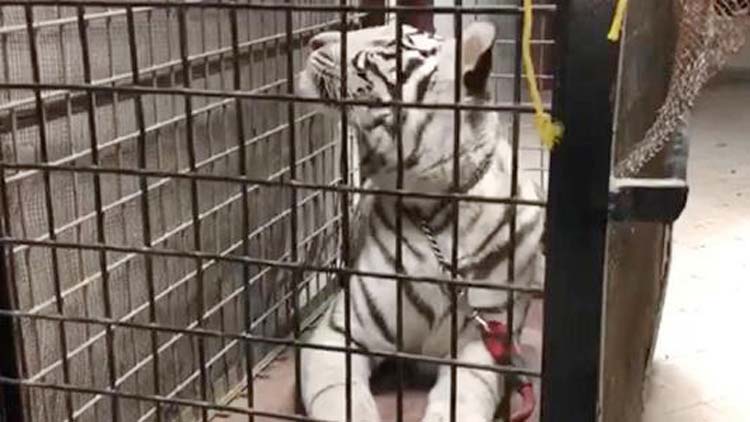 വീ​ട്ടി​ൽ ക​ടു​വ​യെ താ​മ​സി​പ്പി​ച്ച​ത്​ പി​ടി​കൂ​ടി