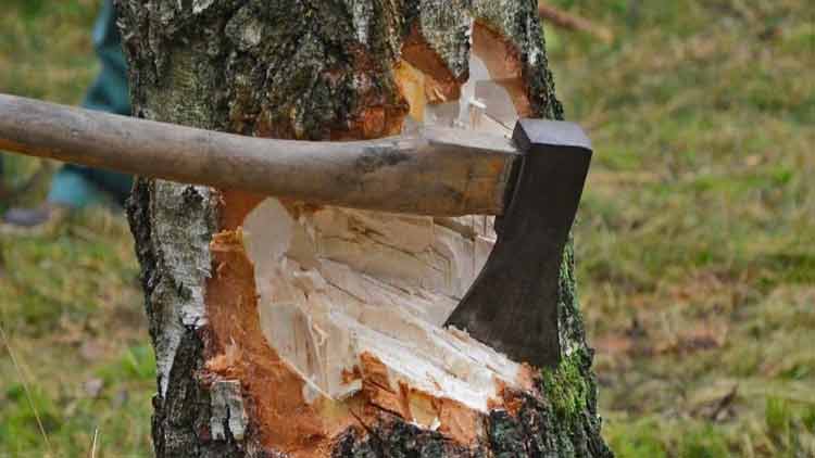 സ്വകാര്യ ഭൂമിയിലെ മരങ്ങൾ മുറിക്കാൻ കർഷകർക്ക്​ അനുമതി