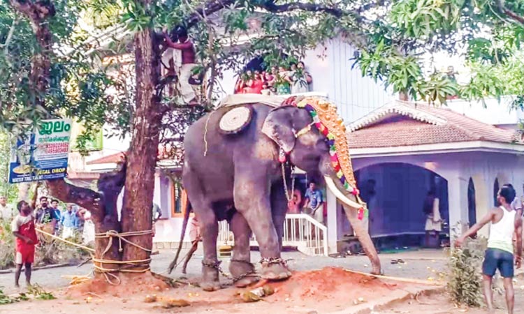 അരിശംമൂത്ത് പാപ്പാൻ അടിച്ചു; ആന ഇടഞ്ഞോടി