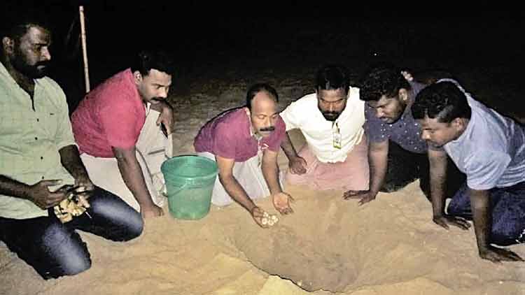 കാത്തിരിപ്പിനൊടുവിൽ  കടലാമ മുട്ടയിടാനെത്തി