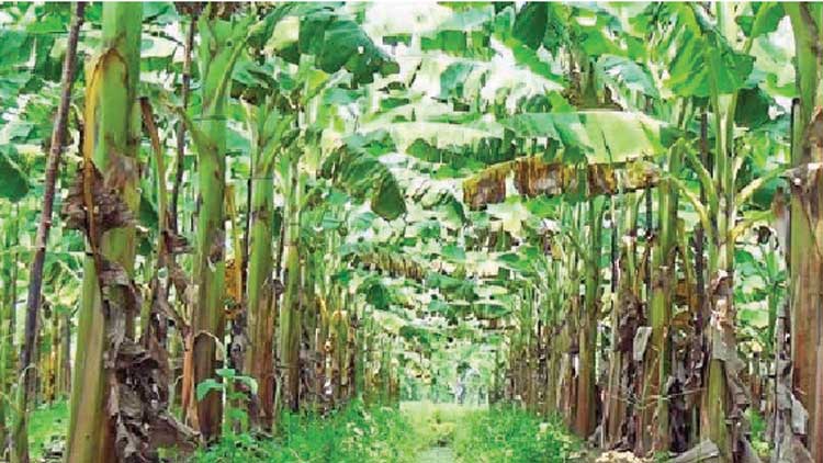 വേ​ന​ല്‍മ​ഴ, ചു​ഴ​ലി​ക്കാ​റ്റ്;  വാ​ഴ​കര്‍ഷ​ക​ര്‍ക്ക് നെ​ഞ്ചി​ടി​പ്പ്