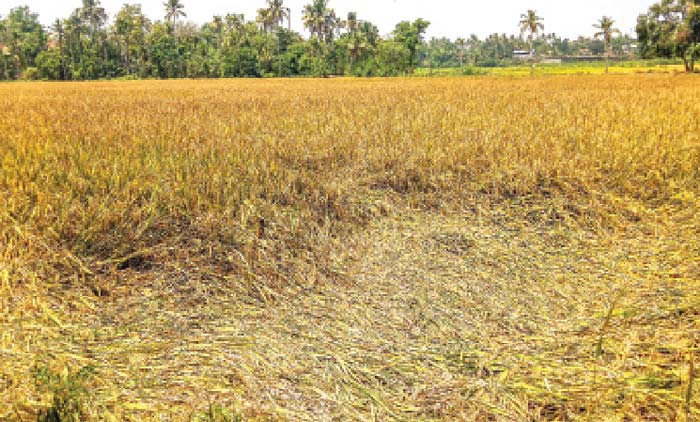 കാളാഞ്ചിറ പാടത്ത് നെല്ല് നശിക്കുന്നു