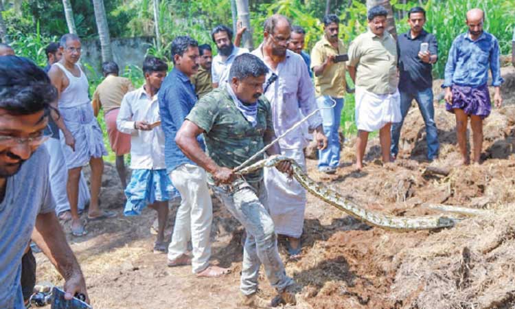 വൈക്കോൽ കൂനക്കുള്ളിൽ മലമ്പാമ്പും 22 മുട്ടയും