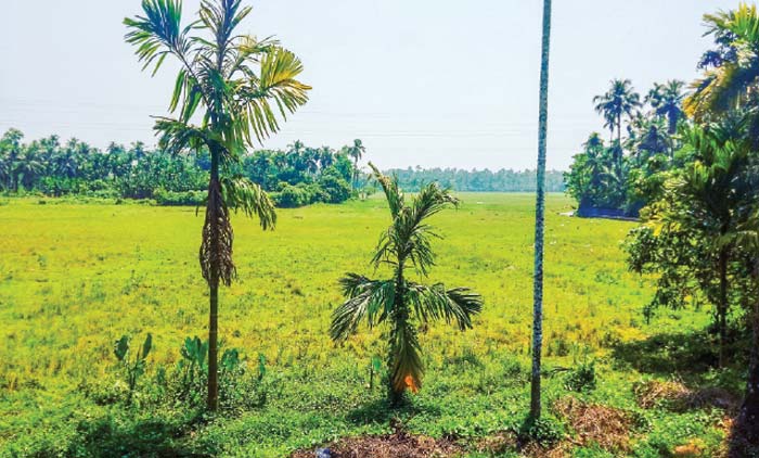 പോ​ട്ട​ച്ചി​റ നി​റ​ച്ചി​ല്ല;  കൃ​ഷി​യി​ട​ങ്ങ​ള്‍ വ​ര​ളു​ന്നു