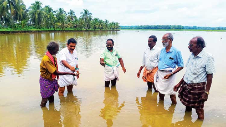 അന്നകര വടക്ക് കോൾപടവിൽ  150 ഏക്കർ കൃഷി നശിച്ചു
