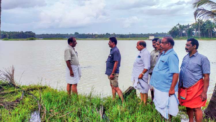 ചെറായി പാടശേഖരത്തിൽ  50 ഏക്കറിലെ ഞാറ് വെള്ളത്തിൽ