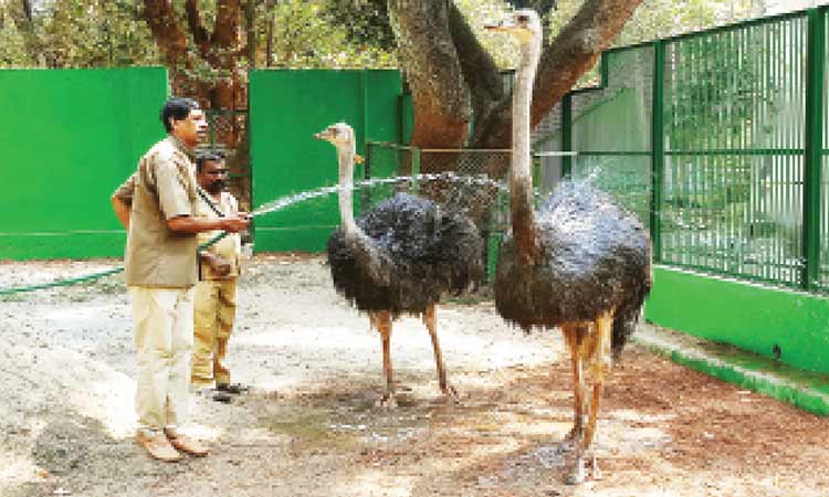 കുതിച്ചുയർന്ന് ചൂട്; 11പേർക്ക് സൂര്യാതപം