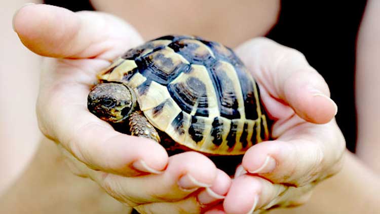 ലക്ഷത്തിലധികം ആമക്കുഞ്ഞുങ്ങൾ കടലിലേക്ക്
