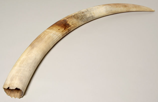 ആനവേട്ട: അന്വേഷണം പ്രമുഖ വ്യവസായികളിലേക്കും