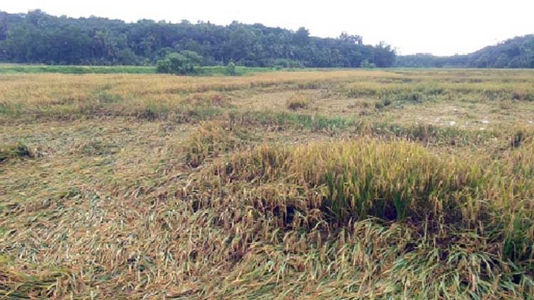 മഴയിൽ ദുരിതം:  മ​ണ്ണി​ടി​ഞ്ഞ്​ വീ​ടു​ക​ൾ ത​ക​ർ​ന്നു;  വ​ഞ്ചി​യൂ​രി​ൽ നെ​ൽ​കൃ​ഷി ന​ശി​ച്ചു