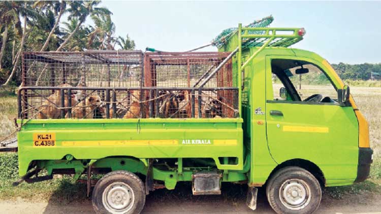 തെരുവുനായ്​ വന്ധ്യംകരണത്തിന്​ചിറയിന്‍കീഴിൽ തുടക്കം