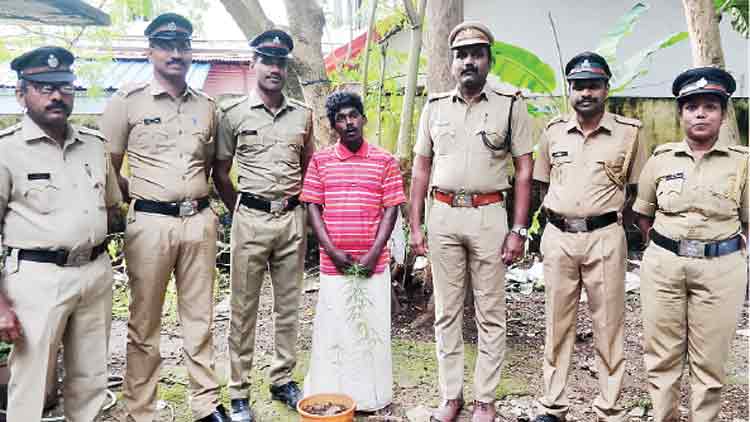 വീട്ടിൽ കഞ്ചാവ് ചെടികൾ വളർത്തിയ യുവാവ് അറസ്​റ്റിൽ