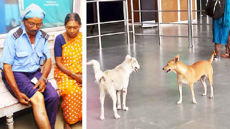 തെരുവുനായ്​ക്കളുടെ വിളയാട്ടം: കടിയേറ്റത്​ കുട്ടികളടക്കം 16 പേർക്ക്