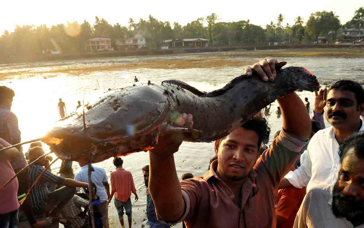 ചിറക്കൽ ചിറയിൽ ചാകര..!