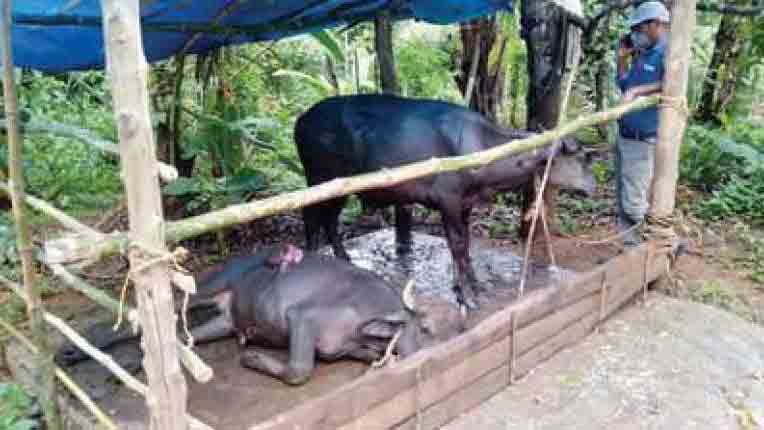 കണ്ണില്ലാത്ത ക്രൂരത നിലക്കുന്നില്ല; കണ്ണൂരിൽ വയറിന് കുത്തേറ്റ എരുമകൾ ചത്തു