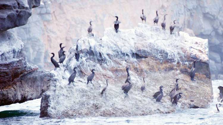 ഇവിടെ ദേശാടനക്കിളികൾ കരയാറുണ്ട് ഇവിടെ ദേശാടനക്കിളികൾ കരയാറുണ്ട്