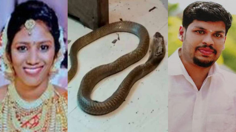 ഉത്ര വധക്കേസ്; മൂർഖന്‍റെ ജഡം പുറത്തെടുത്ത് പോസ്റ്റ് മോർട്ടം